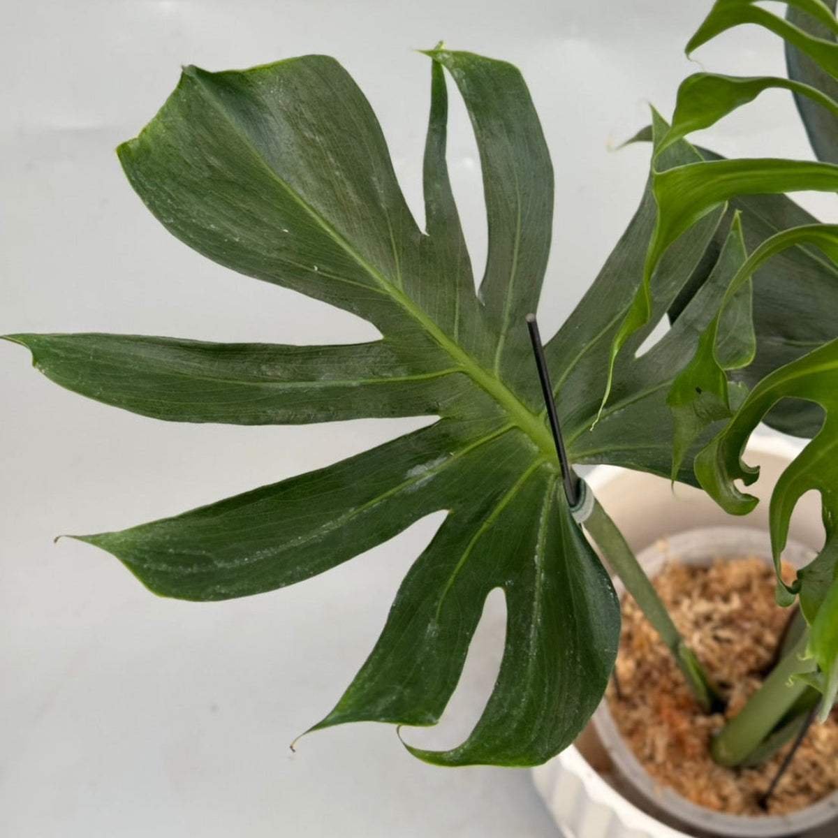 全植物一覧 – RARE PLANTS JAPAN (レアプランツジャパン)