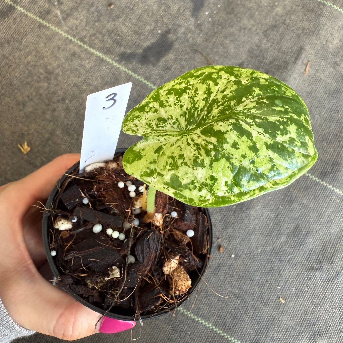 【シロウト園芸選抜】【希少】アロカシア 'ドラゴンスケール' ミント 3.5号　選択可能