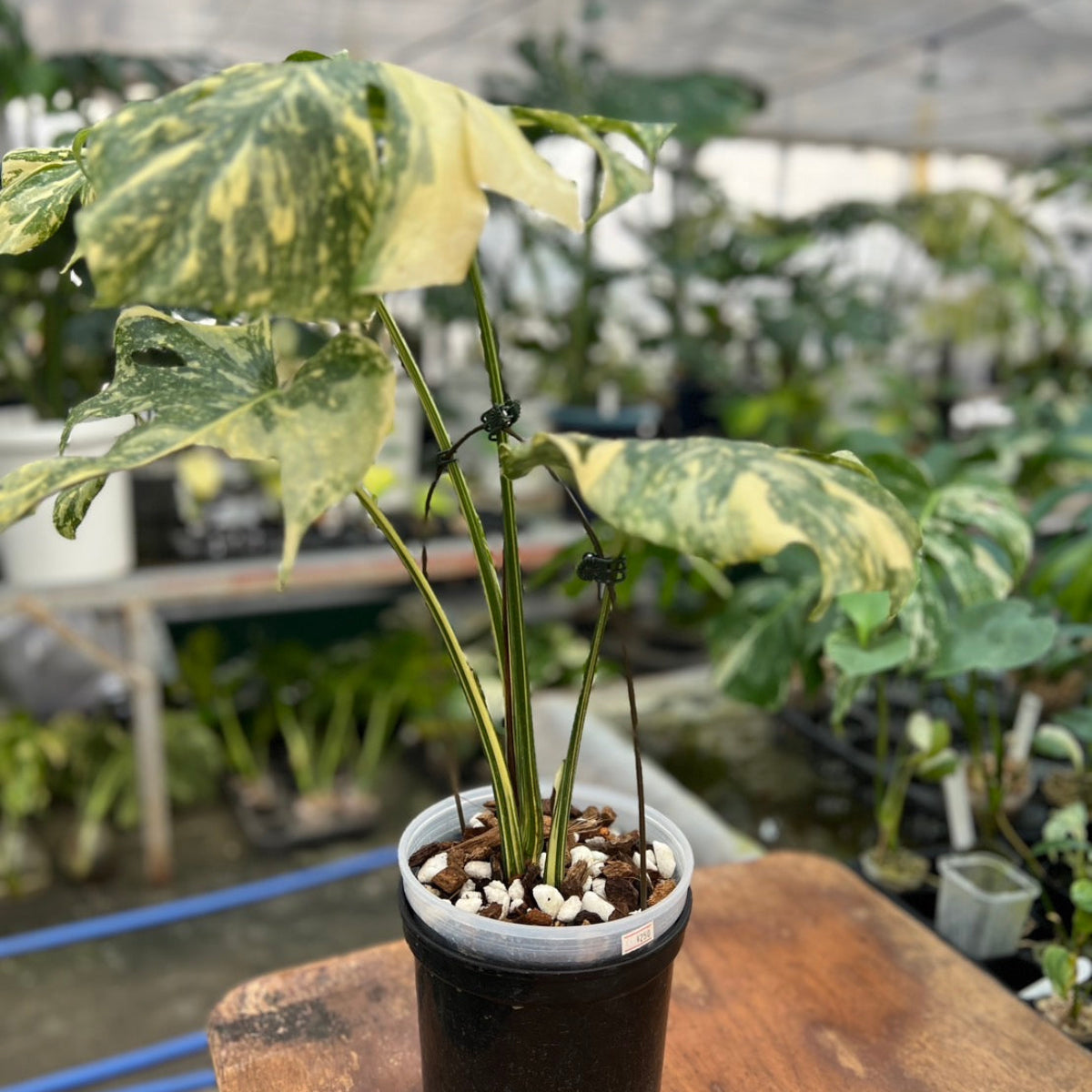 モンステラ　デリシオーサ　タイコンステレーション　クリームブリュレ コレクション】モンステラ デリシオーサ 'タイコンステレーション