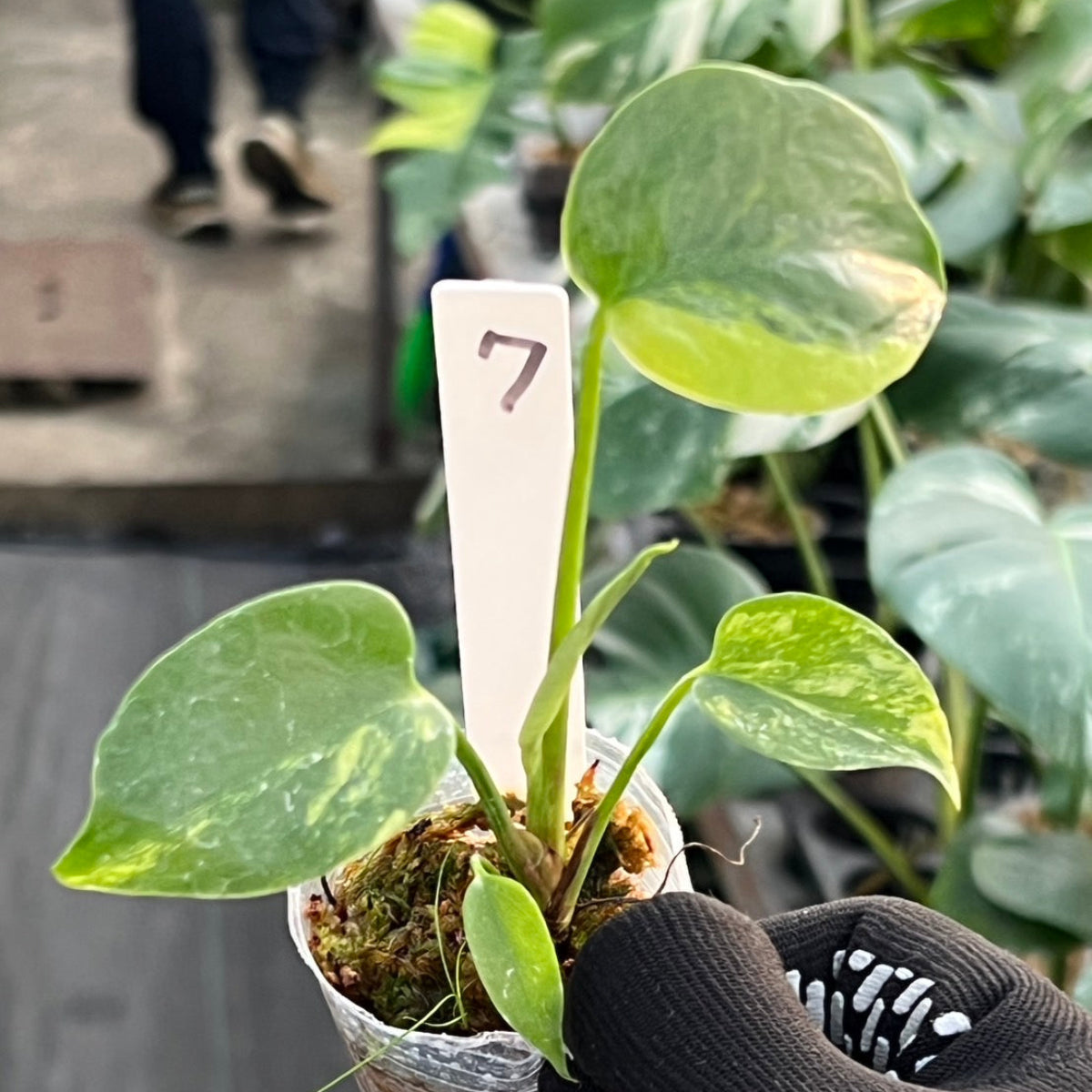 モンステラ・デリシオーサ 'イエローマリリン' 2号