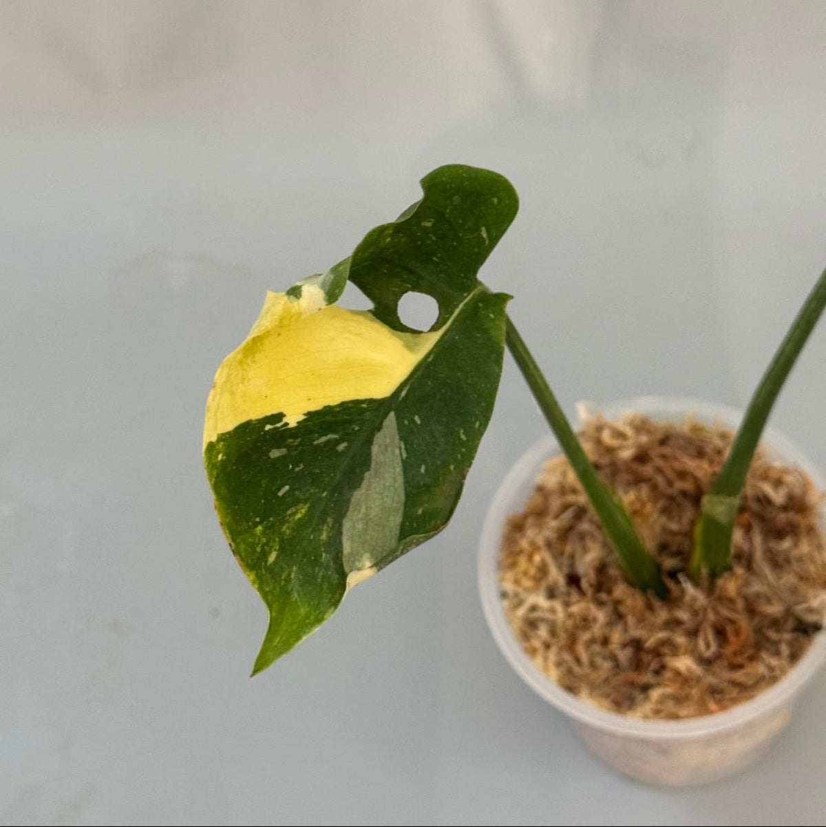 【タイナーセリー直売】モンステラ  デリシオーサ　'ミラクル'【送料着払い】【155】