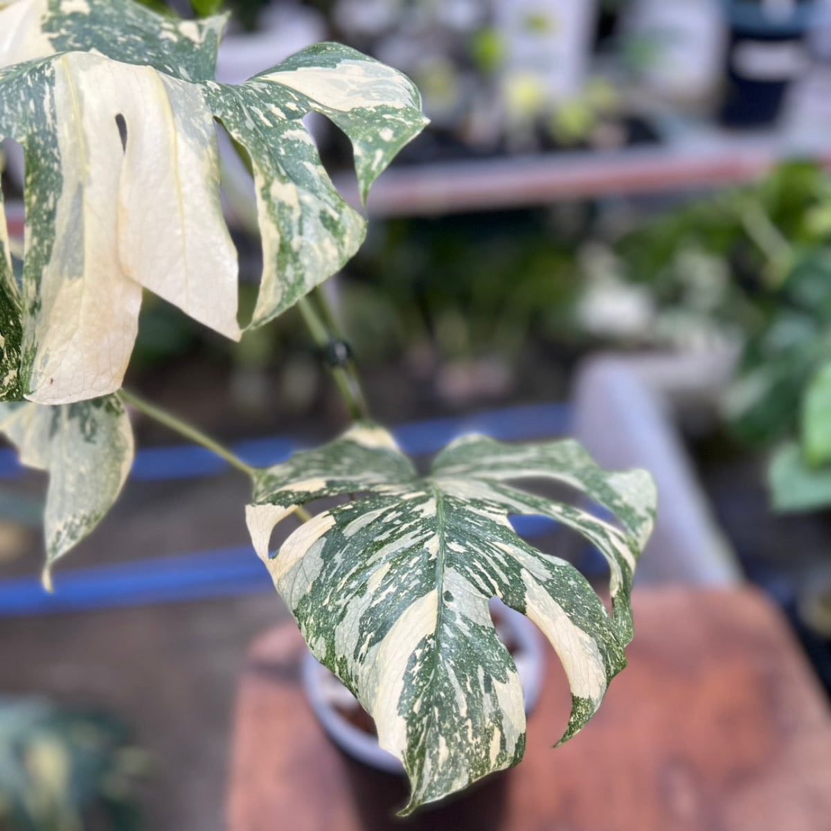 【コレクション】モンステラ デリシオーサ  'タイコンステレーション クレームブリュレ'