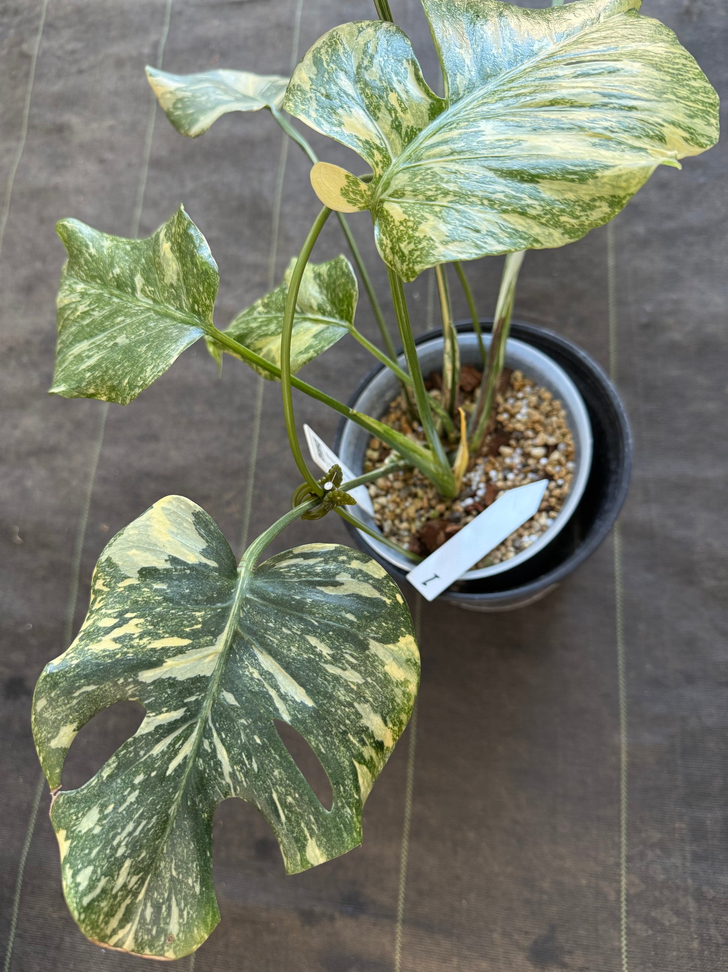 【2芽有り】モンステラ デリシオーサ  'タイコンステレーション クリームブリュレ'