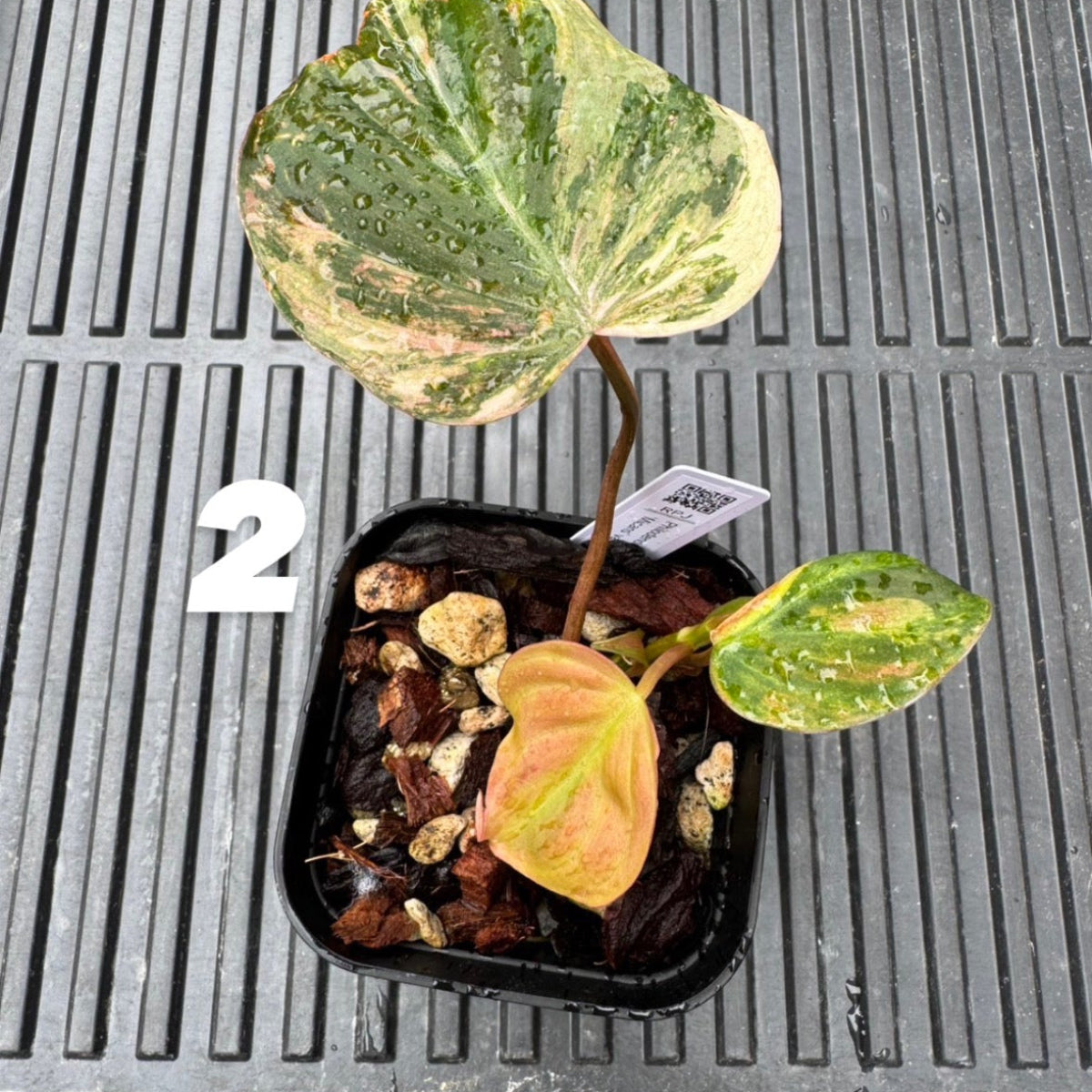 Live販売8-123-1/2】フィロデンドロン ミカンス斑入り – RARE PLANTS