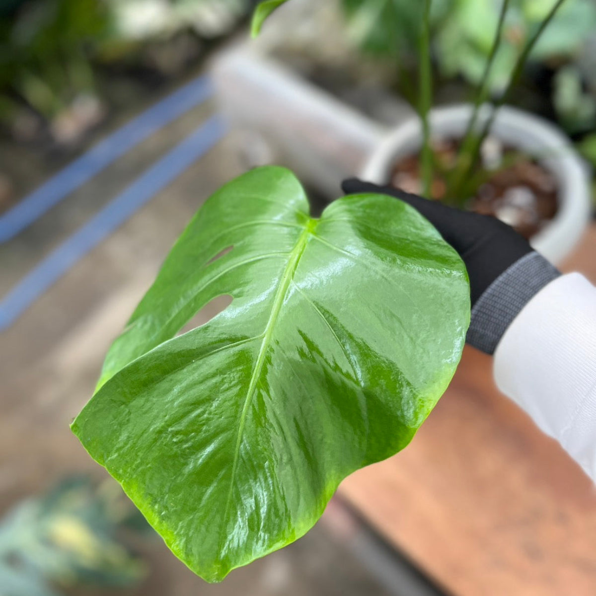 初出品【セレクト】モンステラ デリシオーサ 'グリーンオングリーン