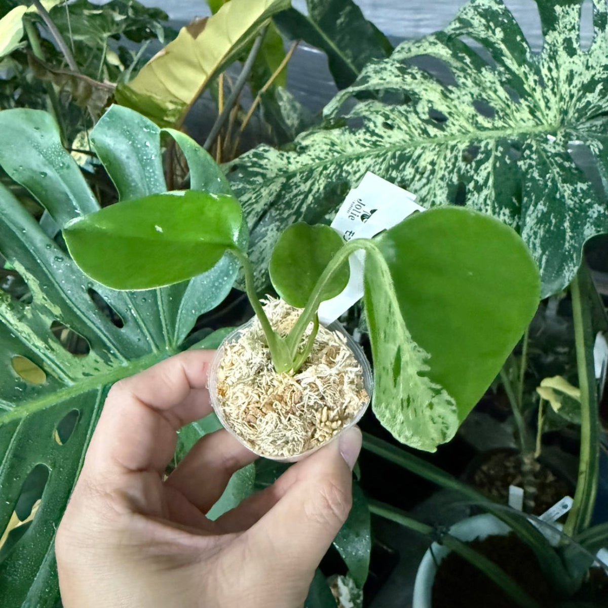 【選抜/コレクション】モンステラ・デリシオーサ 'ベトシオーサ'2号サイズ