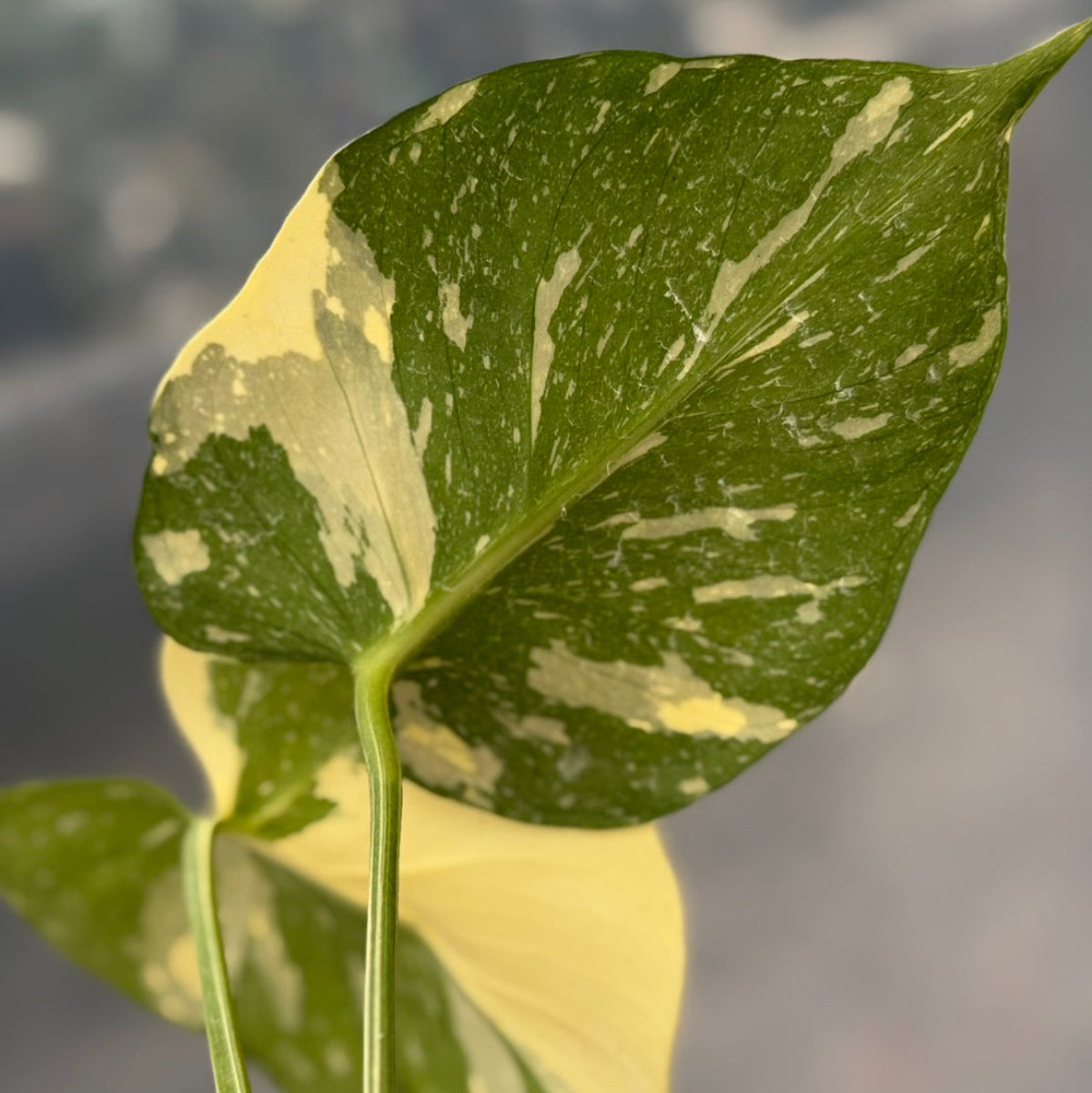 【タイナーセリー直売】モンステラ  デリシオーサ　'メデューサ'トップカット【送料着払い】【161】