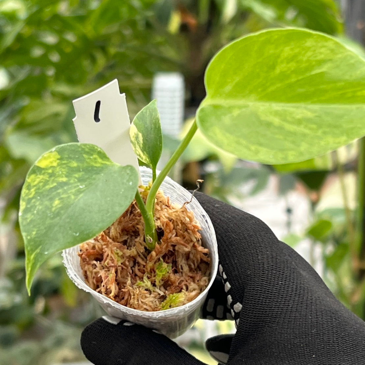 わ*そ様 モンステラデリシオーサ イエローマリリン モンステラデリシオーサイエローマリリン( Monstera Deliciosa