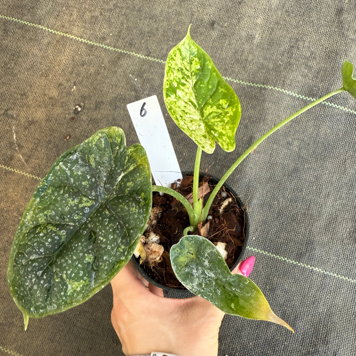 【シロウト園芸選抜】【希少】アロカシア 'ドラゴンスケール' ミント 3.5号　選択可能