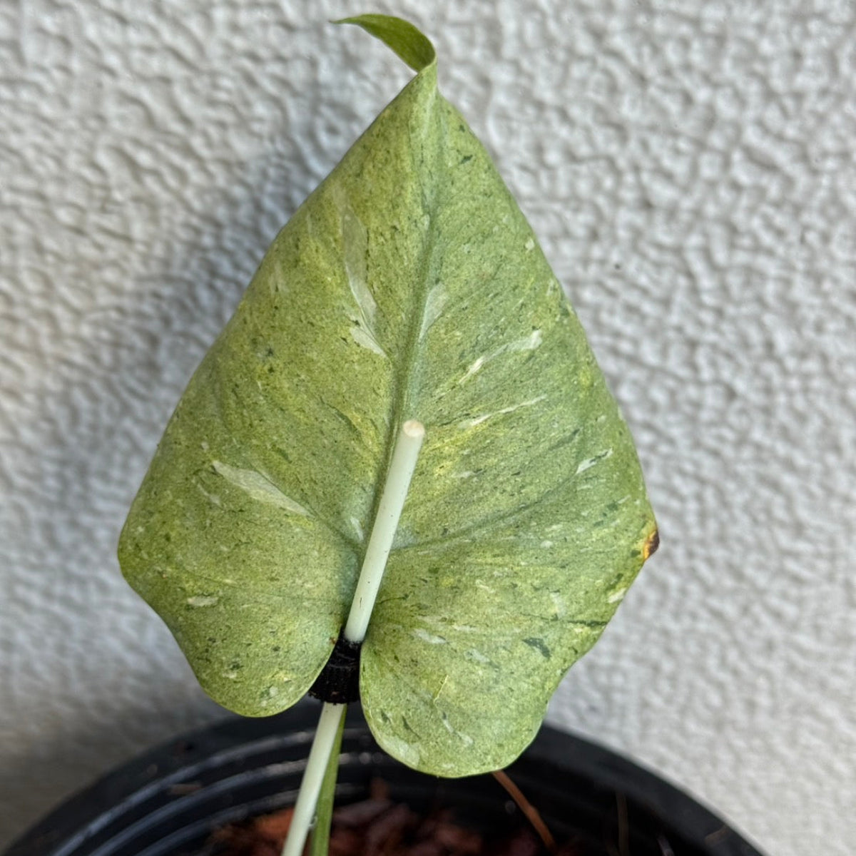 全植物一覧 – RARE PLANTS JAPAN (レアプランツジャパン)