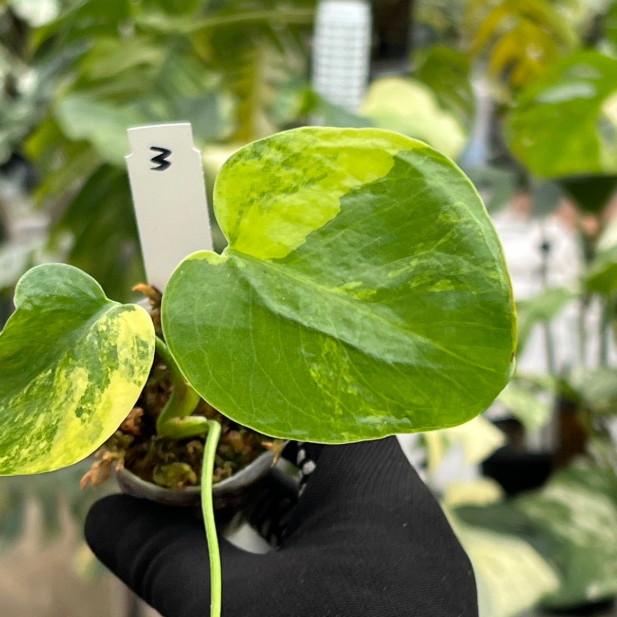 モンステラ・デリシオーサ 'イエローマリリン' 2号 TC株 順化済み