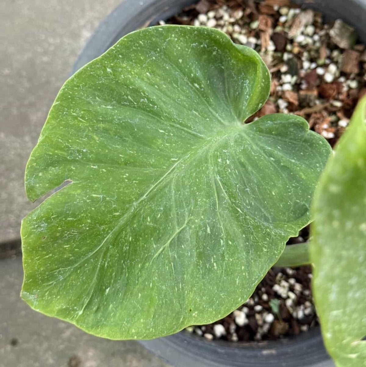 【Live販売】7番　モンステラ・デリシオーサ　'シルバーサンド'