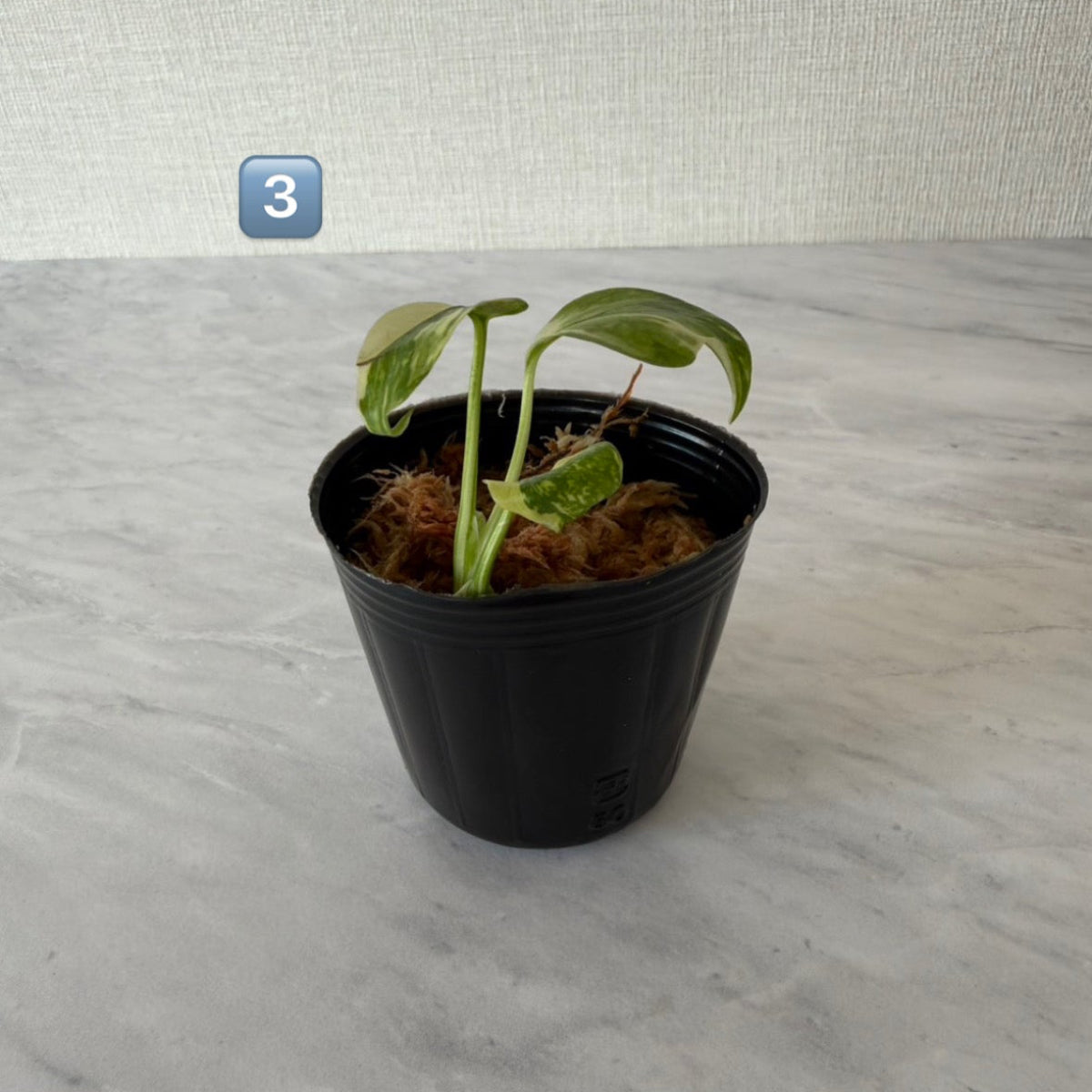 全植物一覧 – RARE PLANTS JAPAN (レアプランツジャパン)