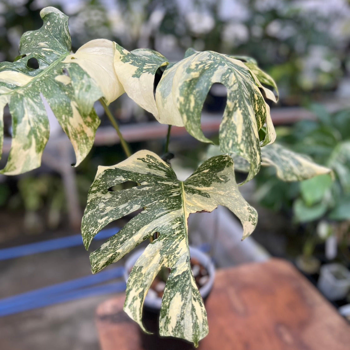 【コレクション】モンステラ デリシオーサ  'タイコンステレーション クレームブリュレ'