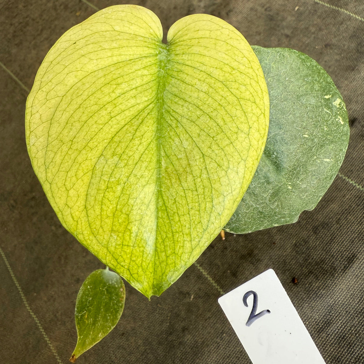 スペシャルセール【選抜】モンステラ　デリシオーサ 'ホワイトモンスター' 3.5号