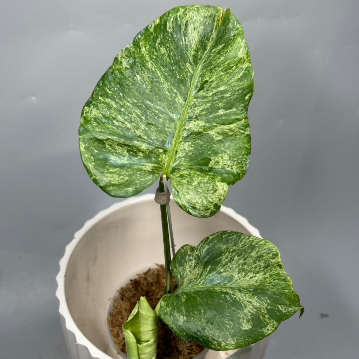 全植物一覧 – Page 3 – RARE PLANTS JAPAN (レアプランツジャパン)