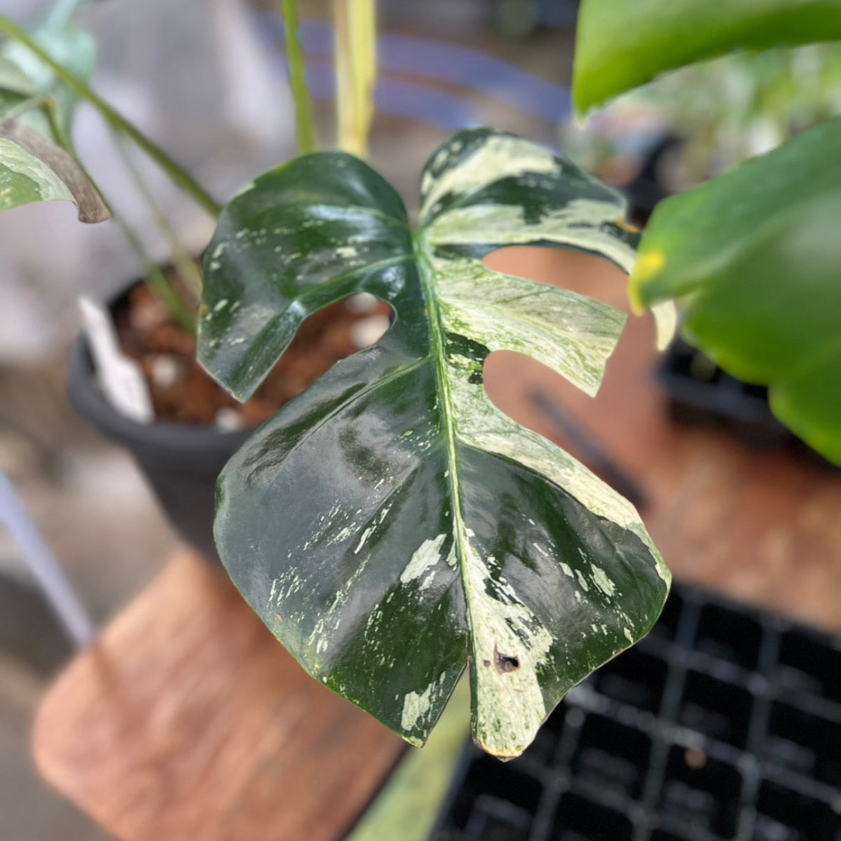 【厳選/コレクション】モンステラ  ボルシギアナ'ミント(デリシオーサ x ボルシギアナ ミント)'