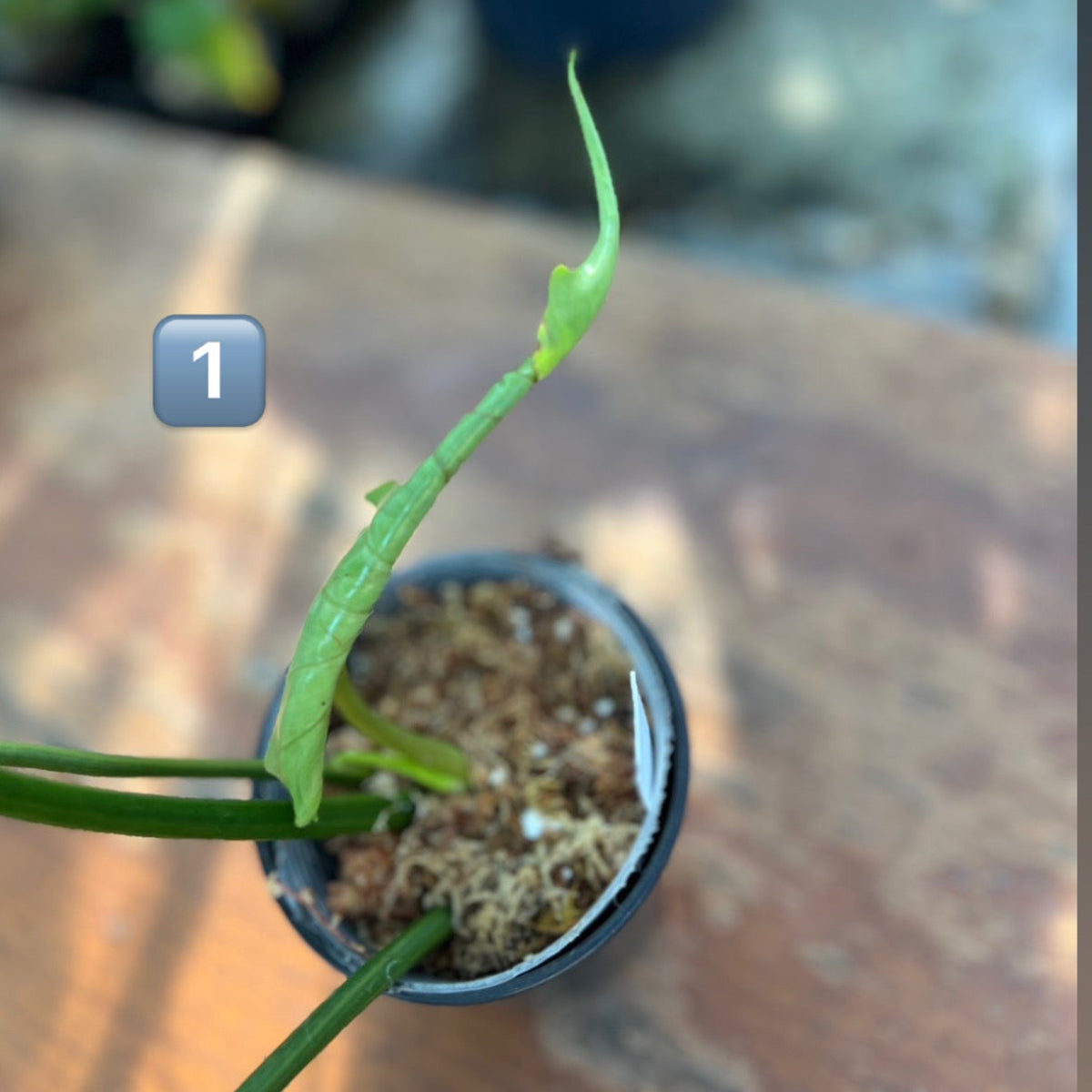 【希少/コレクション】フィロデンドロン 'キティナ'（フロリダビューティー✖️マヨイ）