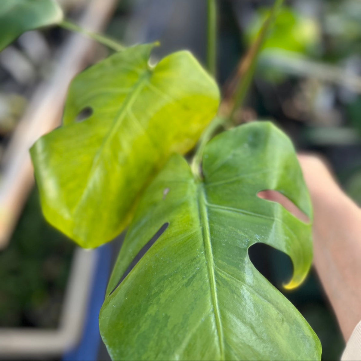 【選抜株】モンステラ　デリシオーサ 'グリーンオングリーン抹茶 斑入り'　