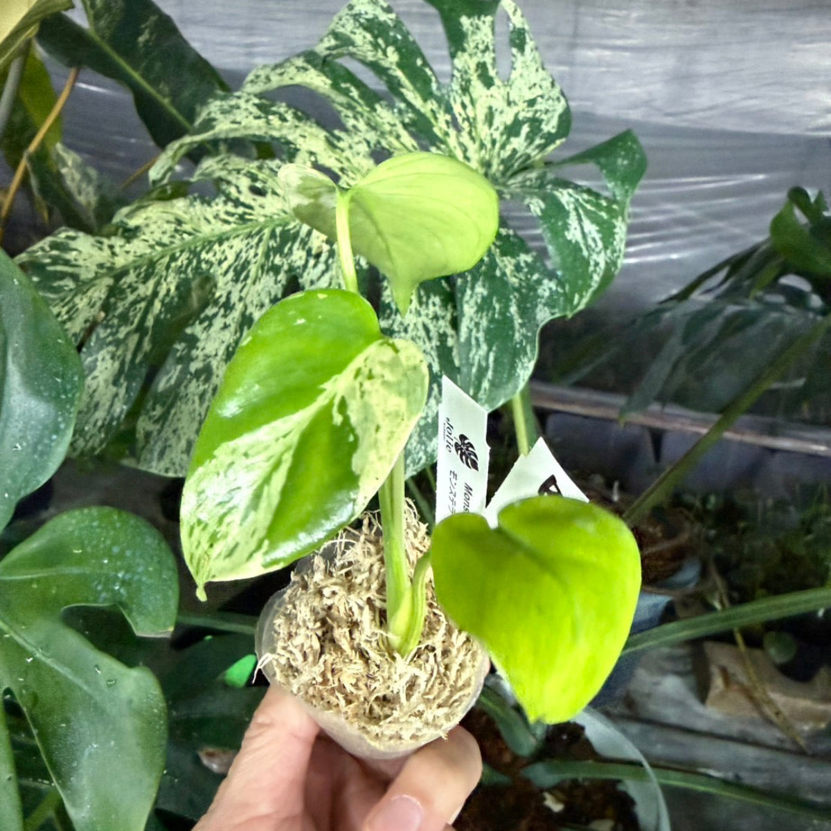 【選抜/コレクション】モンステラ・デリシオーサ 'ベトシオーサ'2号サイズ