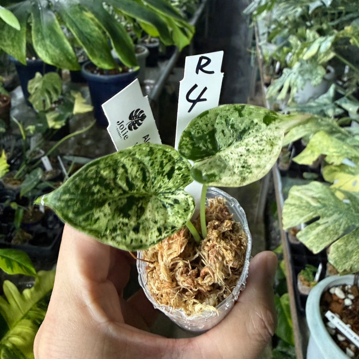 シロウト園芸選抜】【希少】アロカシア 'ドラゴンスケール' ミント 2号