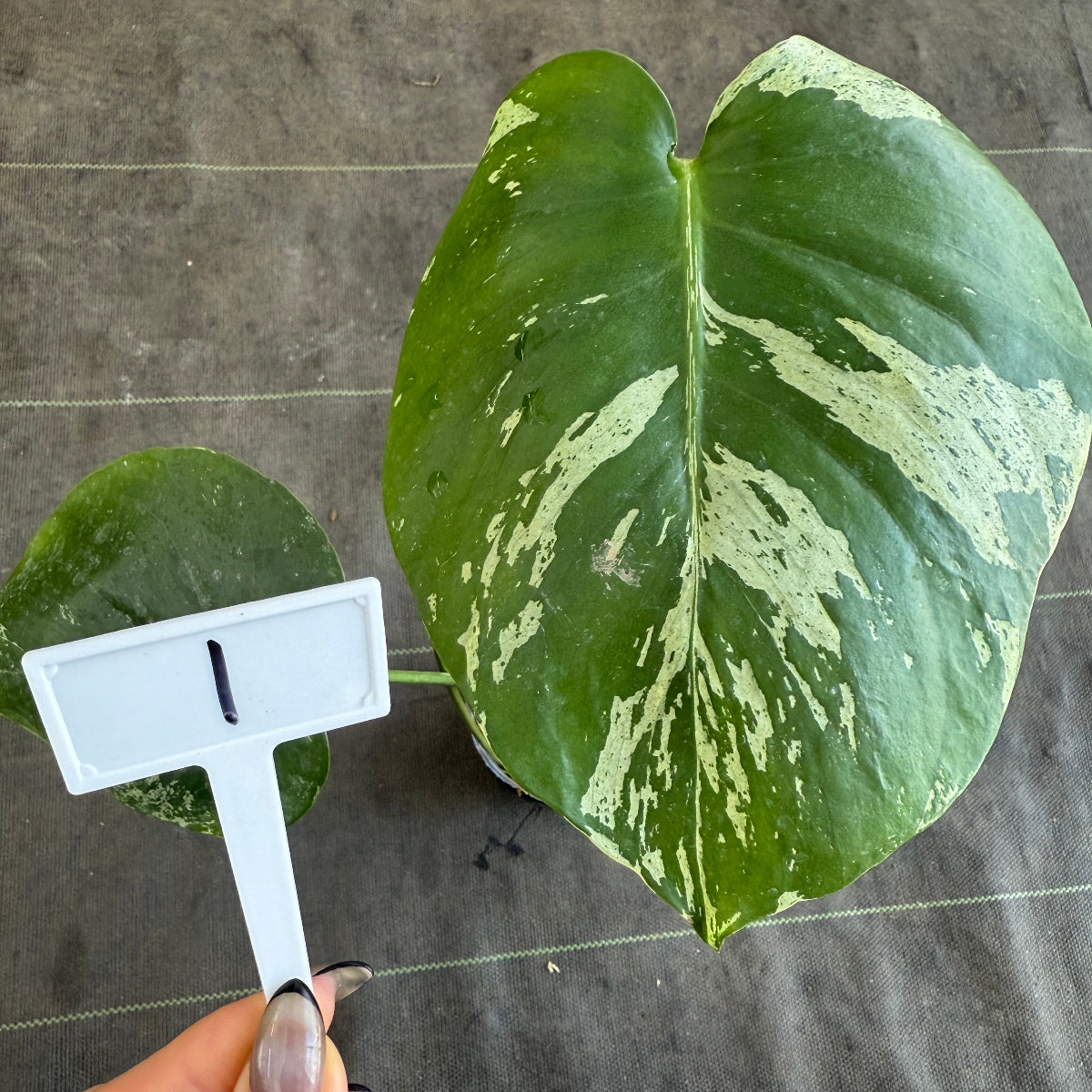 【ウィンターセール】モンステラ・デリシオーサ 'ベトシオーサ'