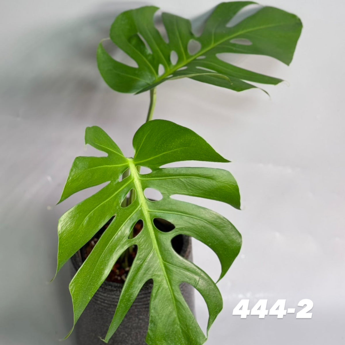 【予約販売7-444-1/2】モンステラ　デリシオーサ 'NO6'