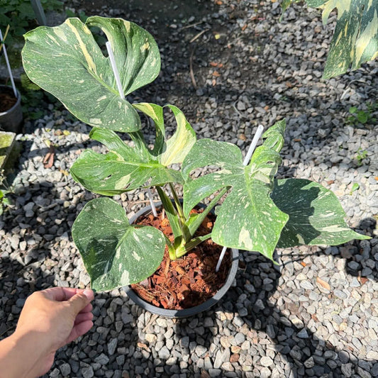 【Live販売】 34番　モンステラ・デリシオーサ メデューサ　5枚