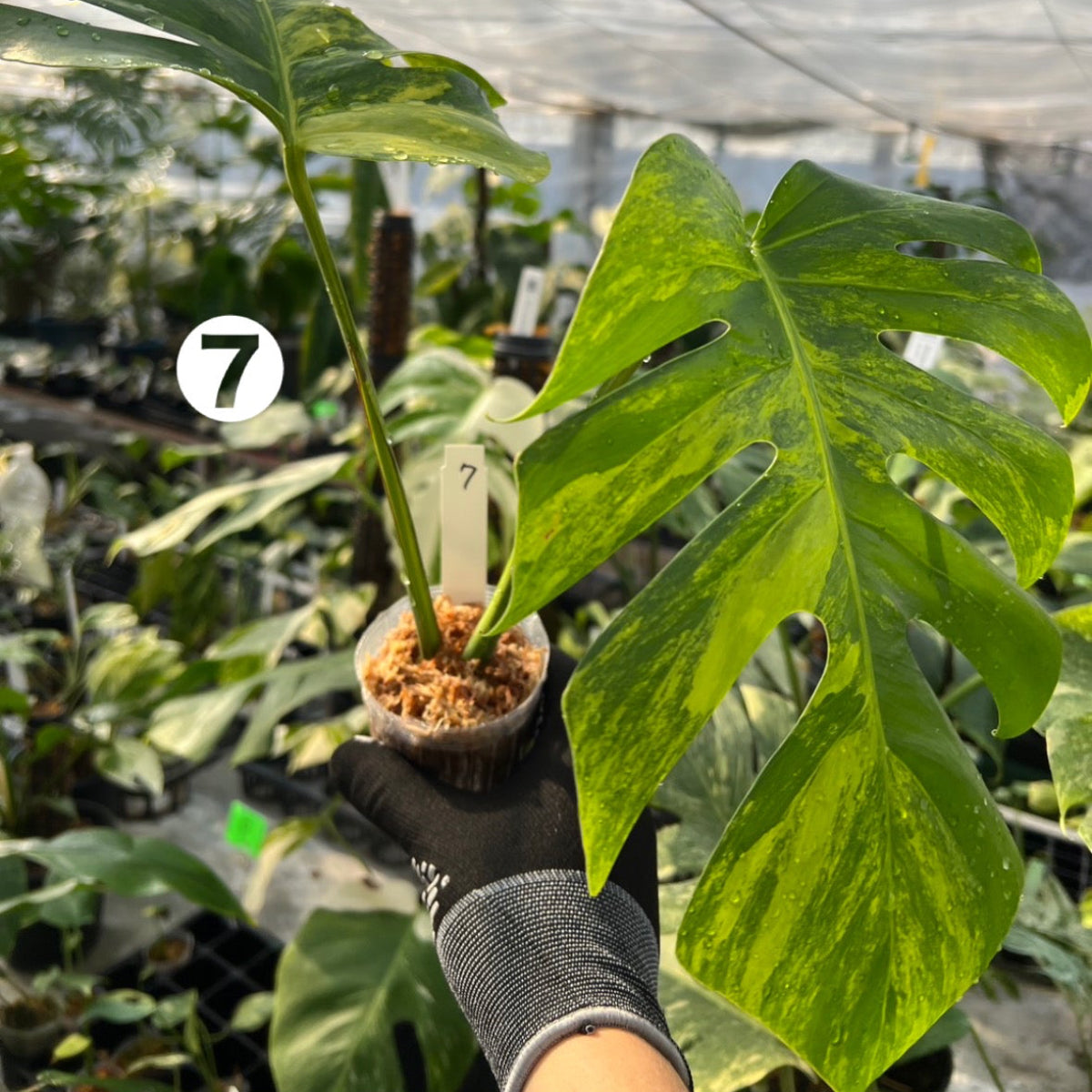 【選抜】モンステラ・デリシオーサ var. ボルシギア 'オーレア'