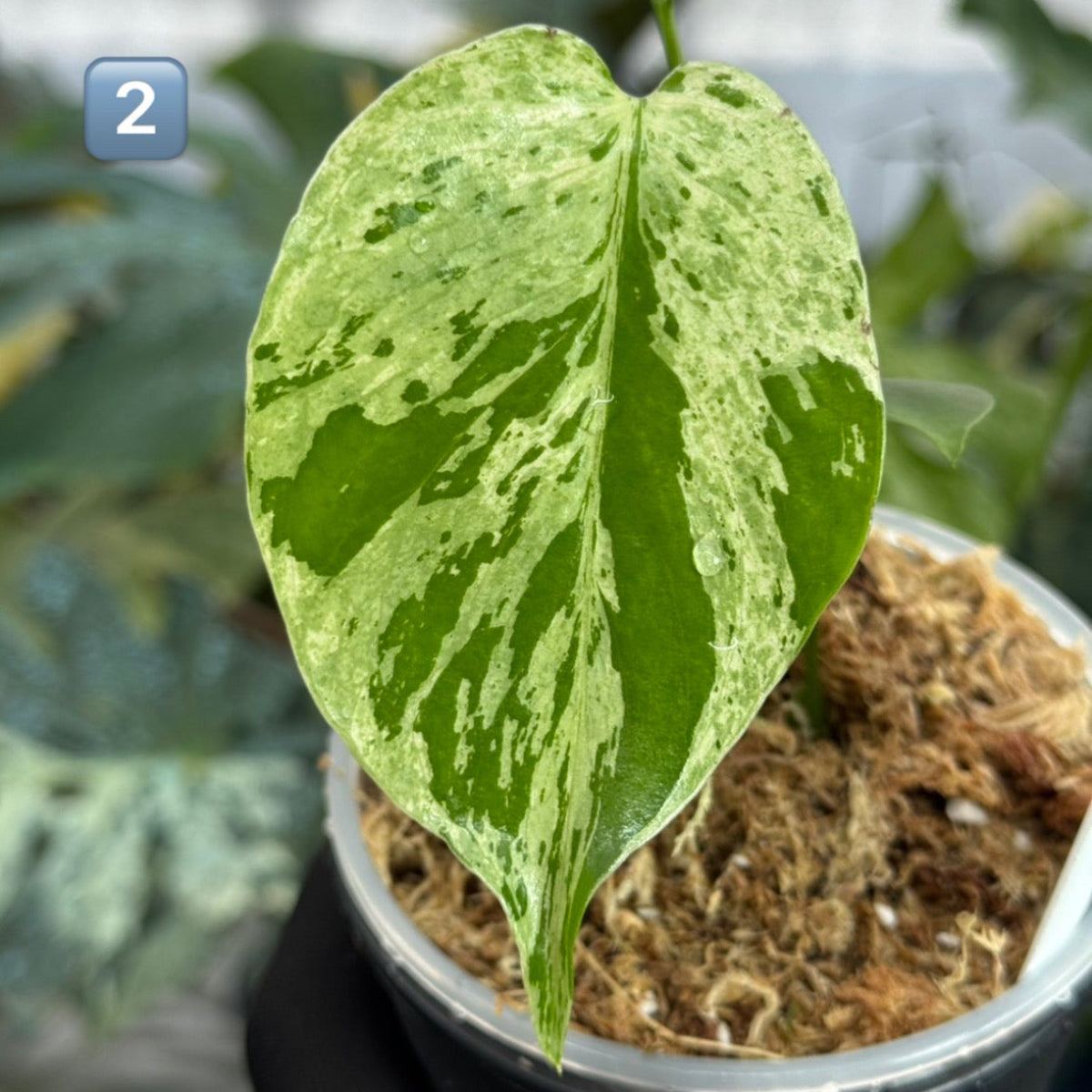 【希少/コレクション】モンステラ・デリシオーサ 'ベトシオーサ' TC苗順化済み