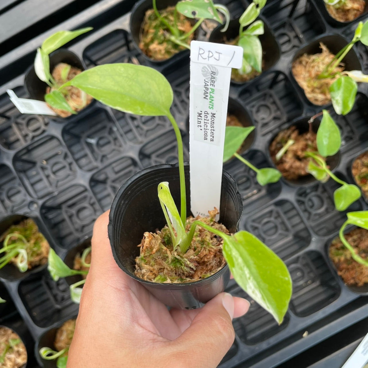 【SALE】モンステラ デリシオーサ  'ミント' 2号