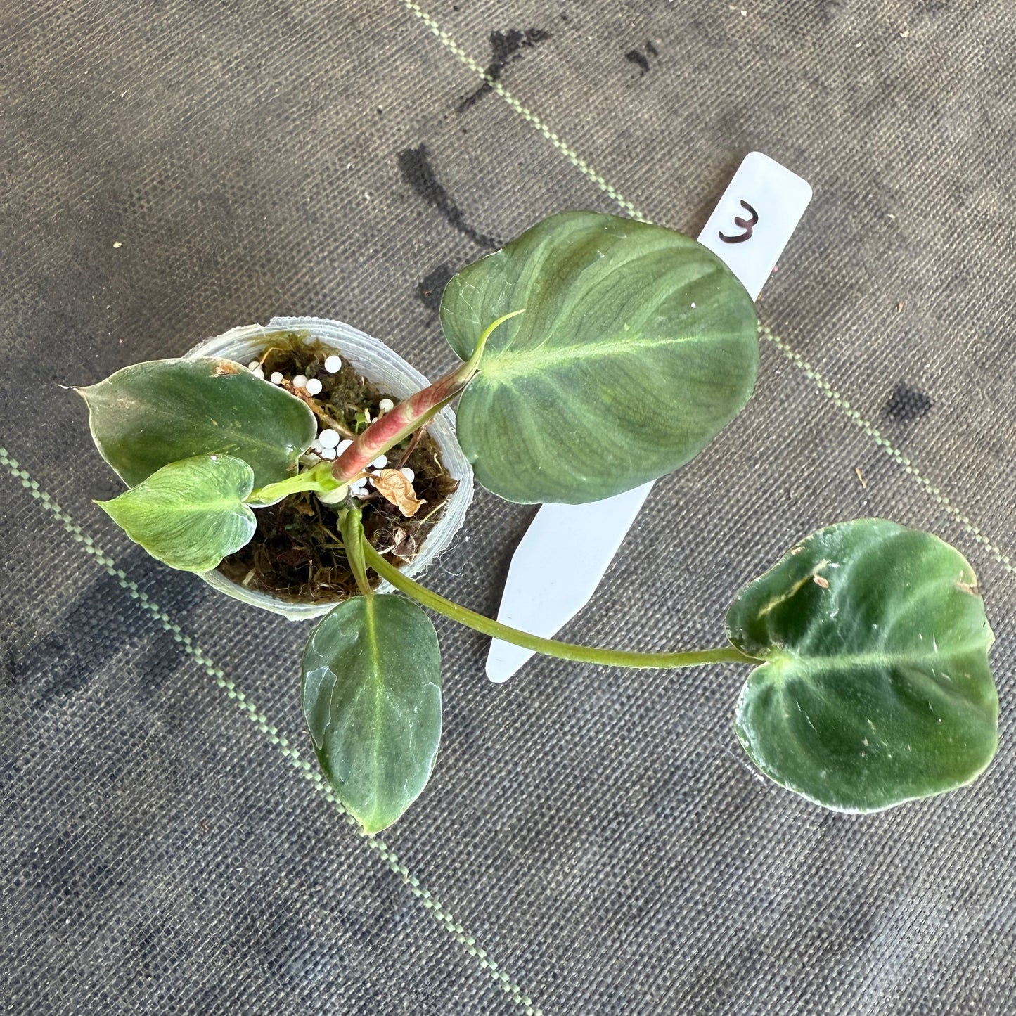 【発売再開】フィロデンドロン　アマゾンサンセット　2号サイズ