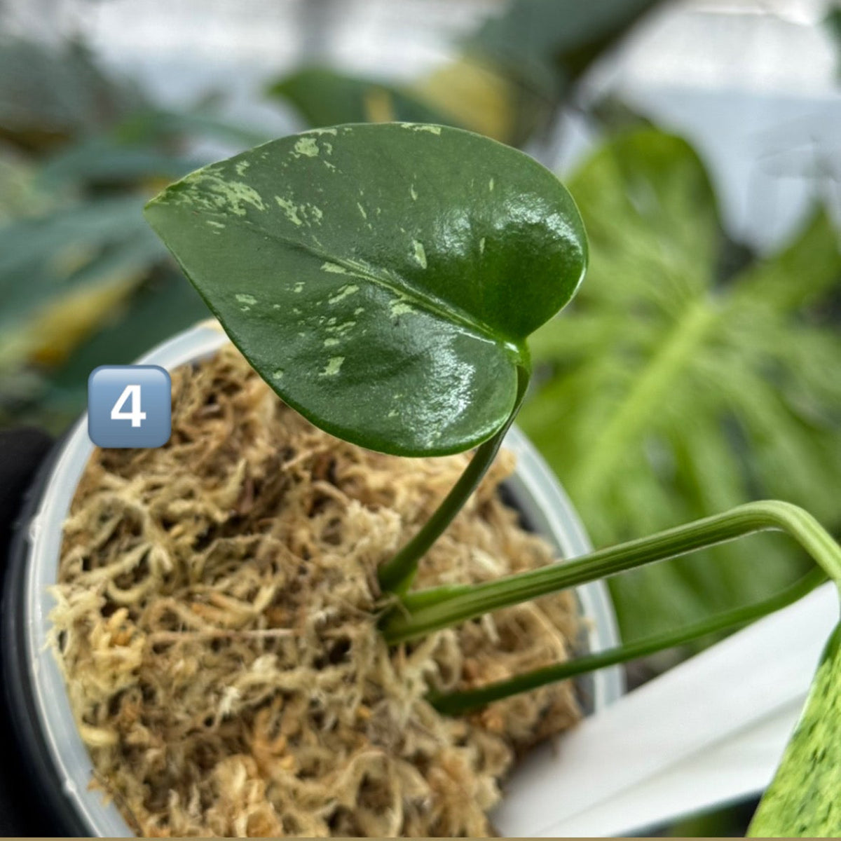 【希少/コレクション】モンステラ・デリシオーサ 'ベトシオーサ' TC苗順化済み