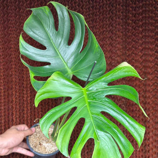 【タイナーセリー直売】 001番　モンステラ・デリシオーサ 'タトゥー' 【送料着払い】