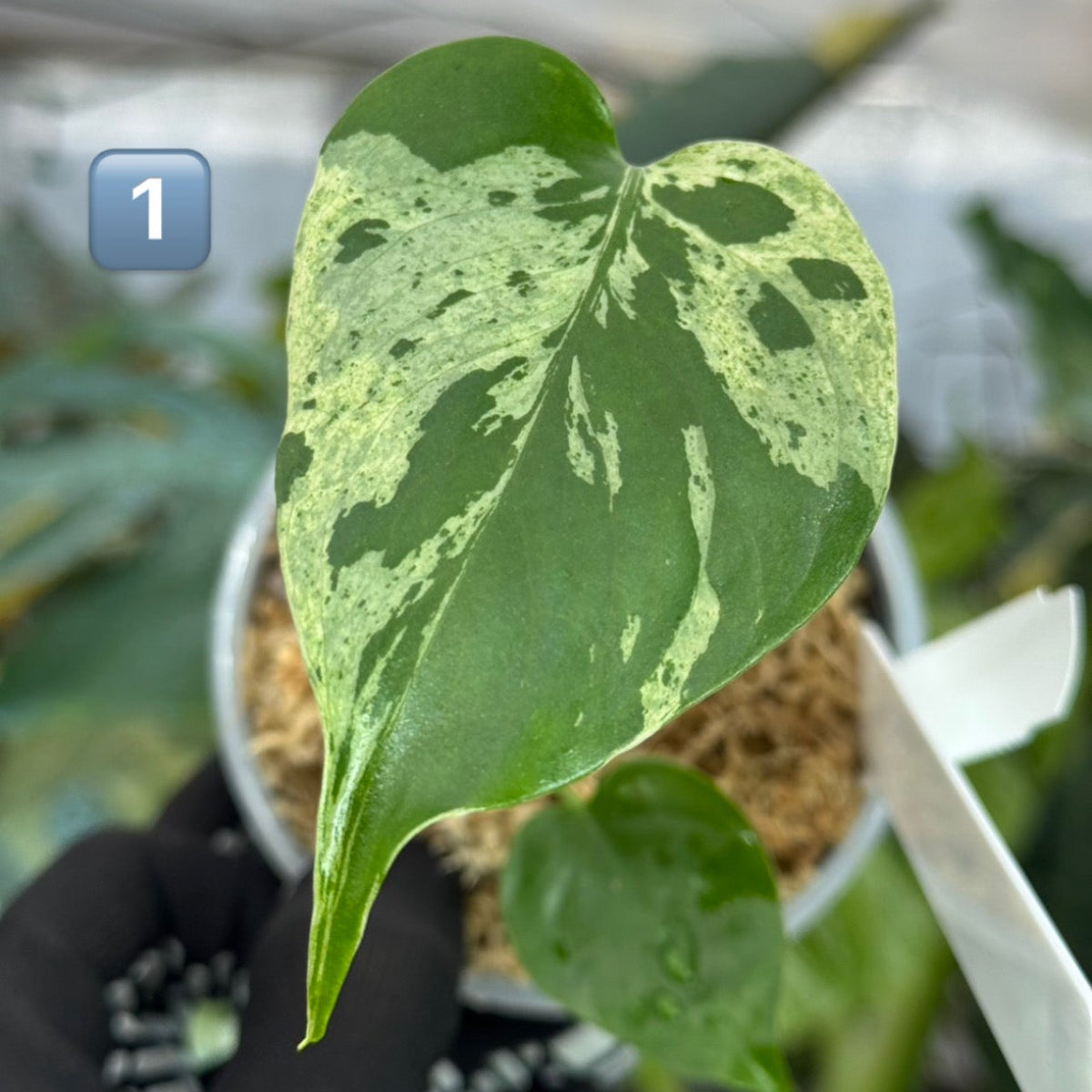 【希少/コレクション】モンステラ・デリシオーサ 'ベトシオーサ' TC苗順化済み