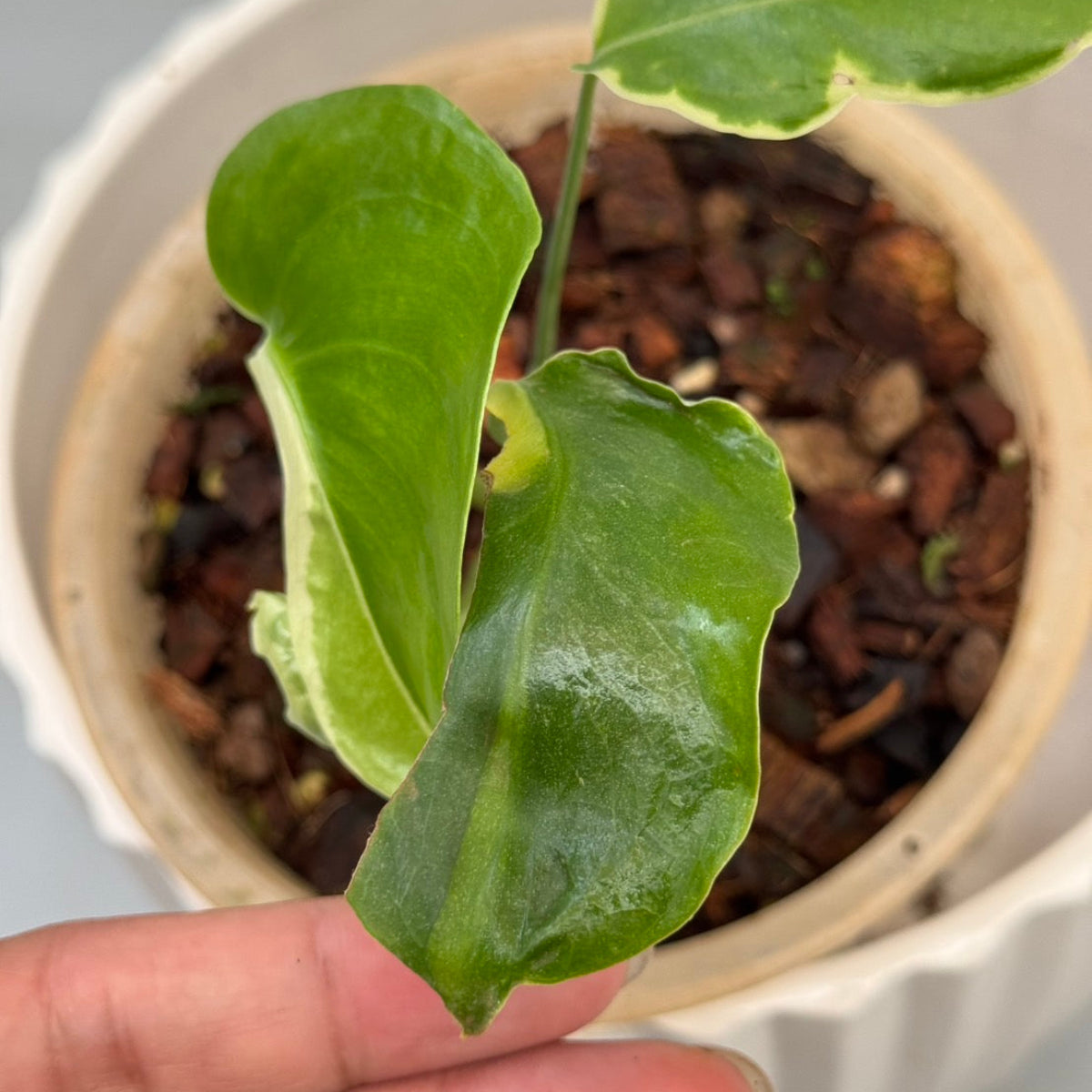 【予約販売9-19】モンステラ　デリシオーサ 'NOID'