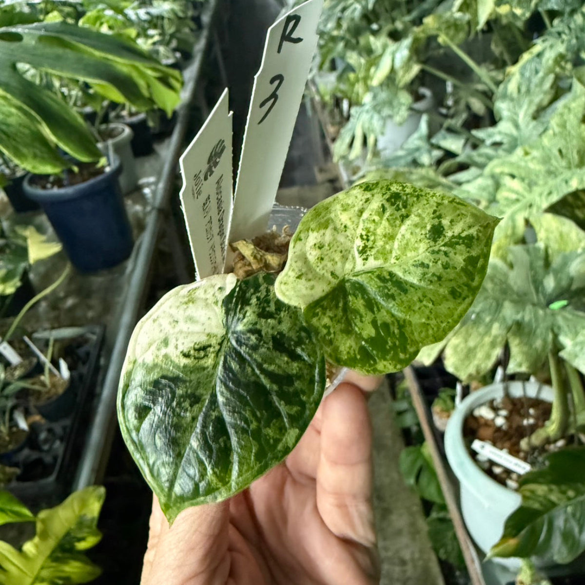 シロウト園芸選抜】【希少】アロカシア 'ドラゴンスケール' ミント 2号