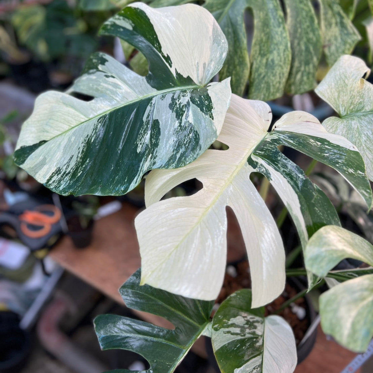 「やたがらす」激レアモンステラ　デリシオーサ　スフィンクス 激レアモンステラ デリシオーサ スフィンクス 激レアモンステラ