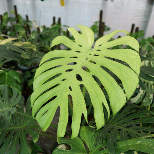 50%OFF【選抜】モンステラ　デリシオーサ 'ホワイトモンスター' 3.5号 TC株