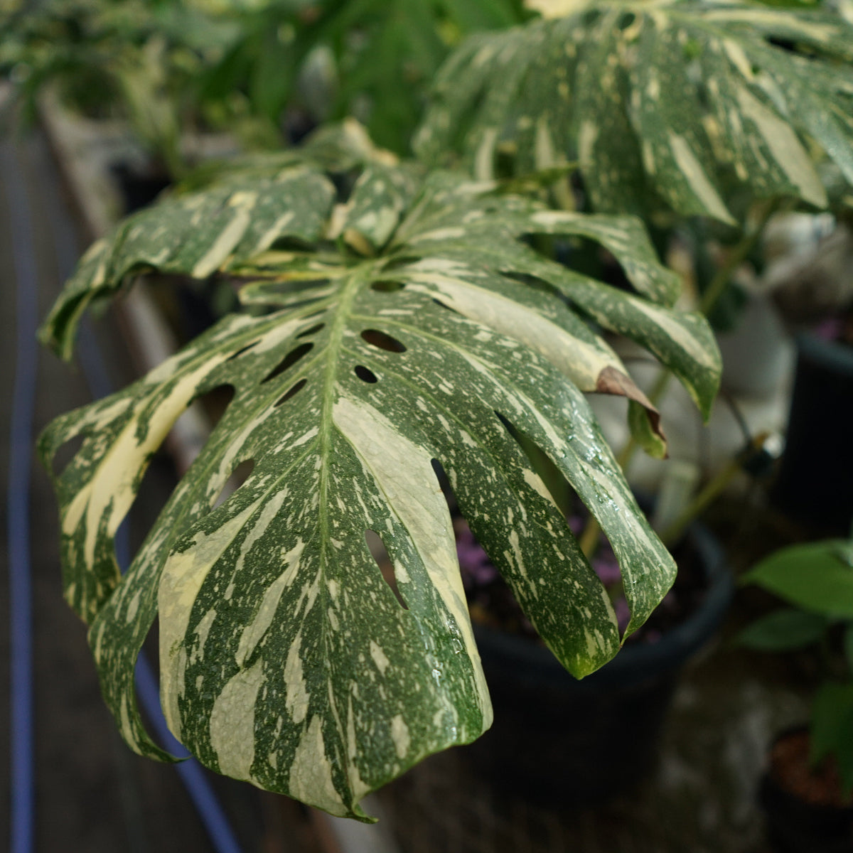 商品 – RARE PLANTS JAPAN (レアプランツジャパン) 商品 – RARE PLANTS JAPAN (レアプランツジャパン)