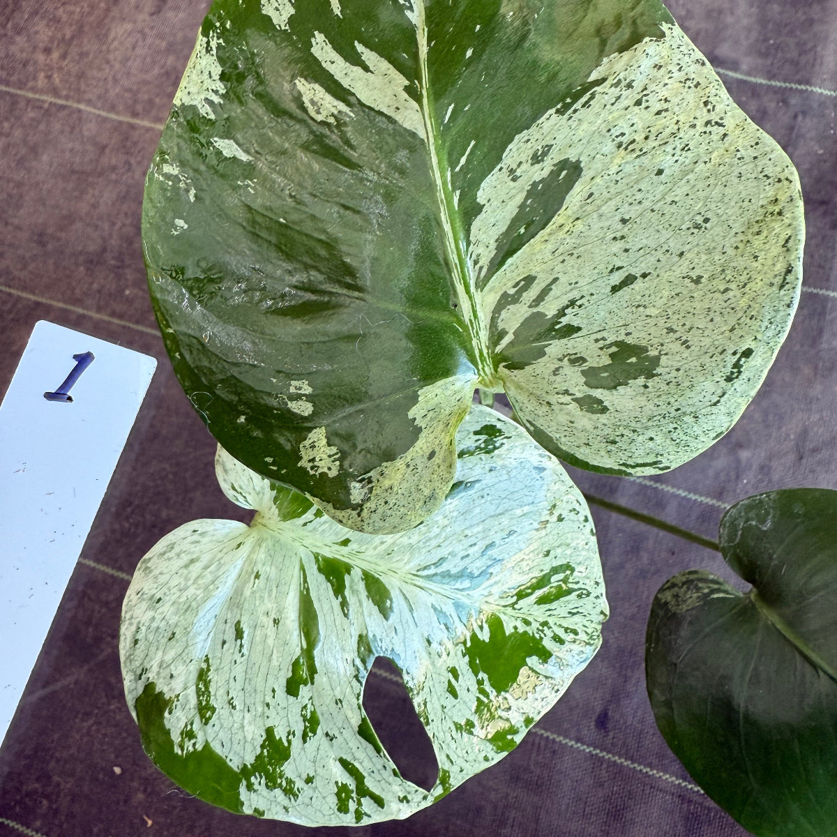 厳選2株追加】モンステラ・デリシオーサ 'ベトシオーサ' – RARE PLANTS
