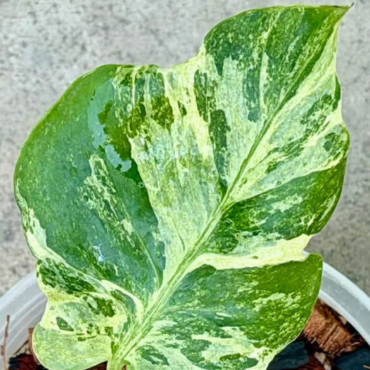 【Live販売】 77番　モンステラ・デリシオーサ 'オーシャンミント'