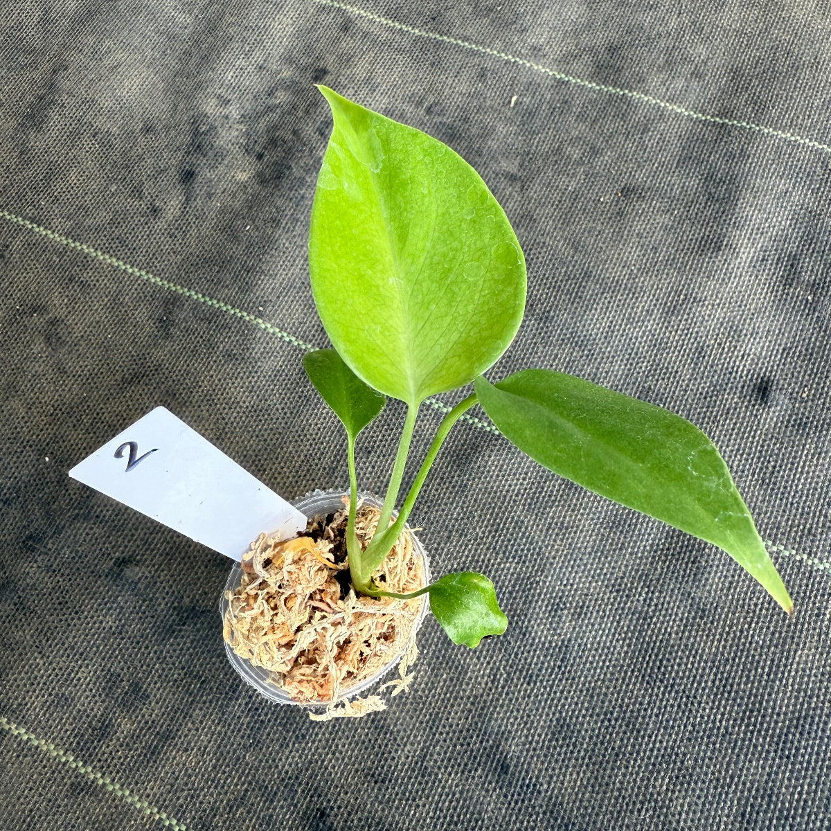 【希少/再入荷】モンステラ・デリシオーサ var.シエラナ 2号サイズ