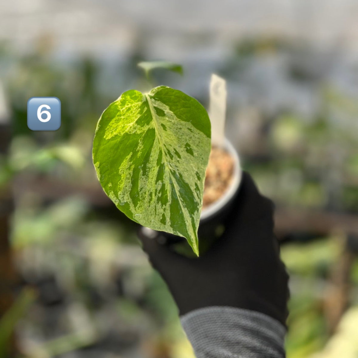 【希少/コレクション】モンステラ・デリシオーサ 'ベトシオーサ' TC苗順化済み