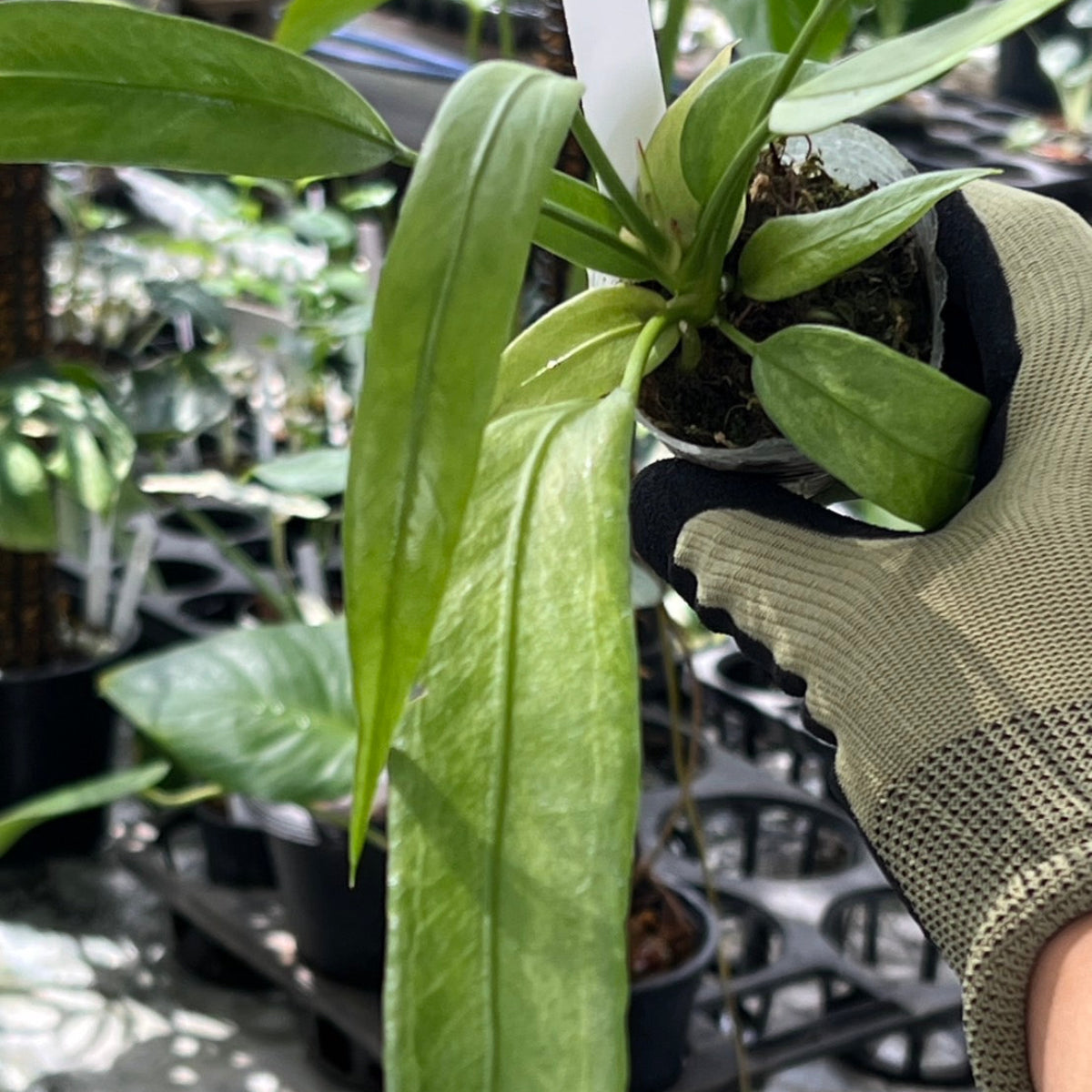 新入荷】アンスリウム ビッタリフォリウム 斑入り 2号ポリポット