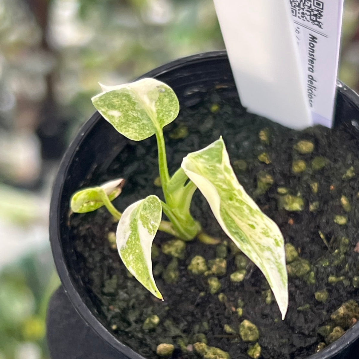 【シロウト園芸選抜株2号サイズ】モンステラ・デリシオーサ　'タイコンステレーション'