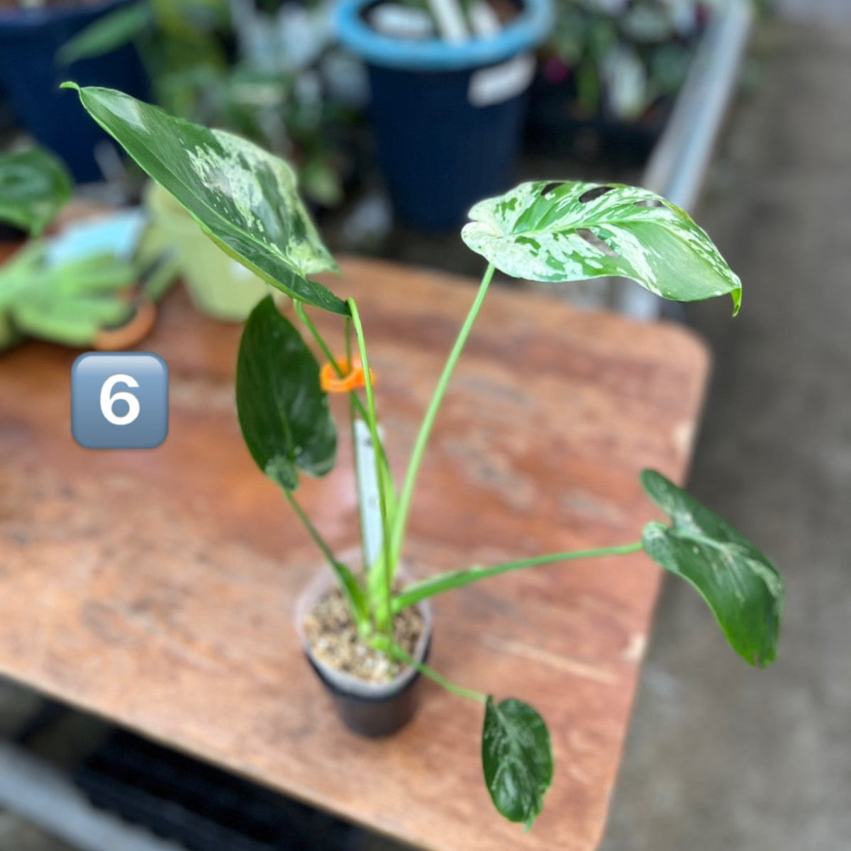 【ウィンターセール】モンステラ・デリシオーサ 'ベトシオーサ'