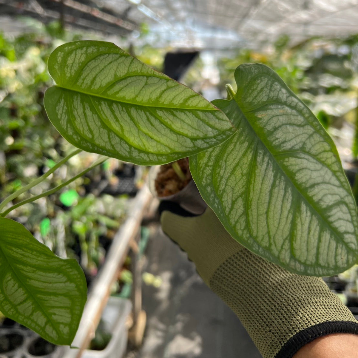 モンステラ シルテペカナ　2号　
