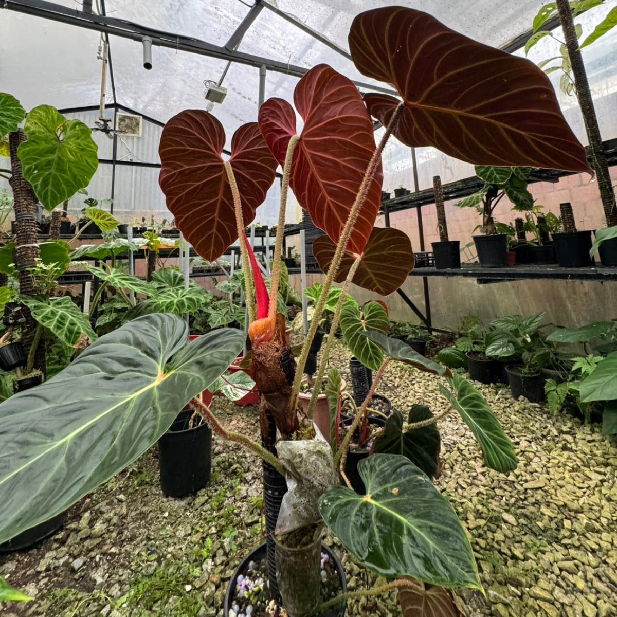 フィロデンドロン Philodendron – RARE PLANTS JAPAN (レア