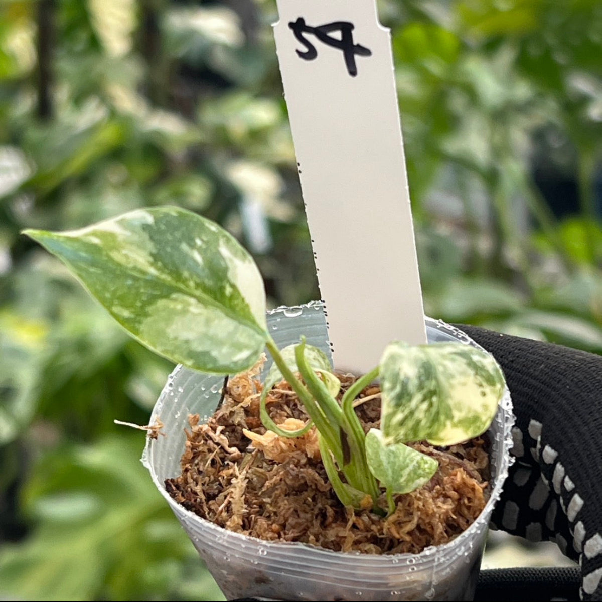 【シロウト園芸選抜株/2号サイズ】モンステラ・デリシオーサ　'タイコンステレーション'